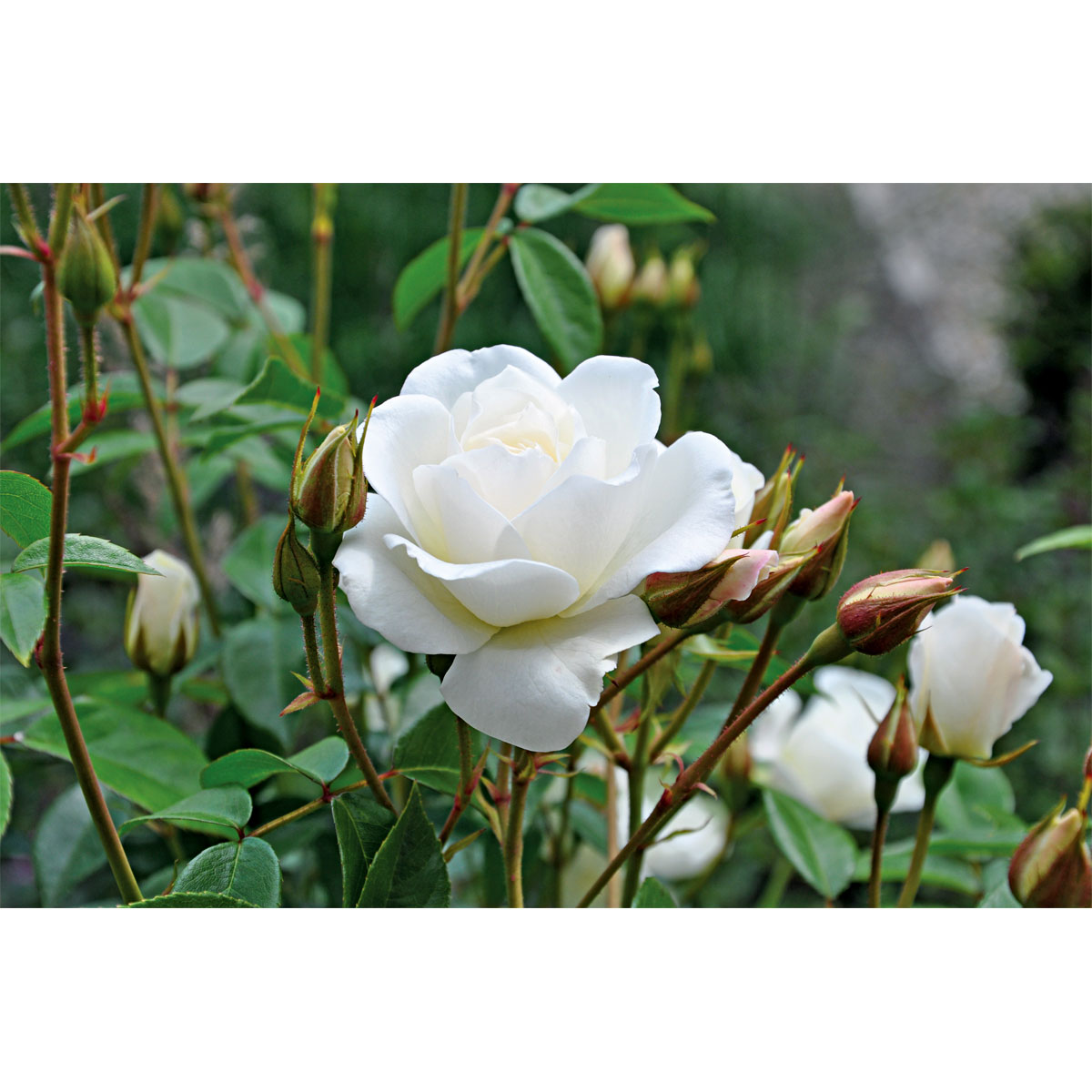 Plantiflor  Kletterrose weiß Topf 23 cm Bild 2