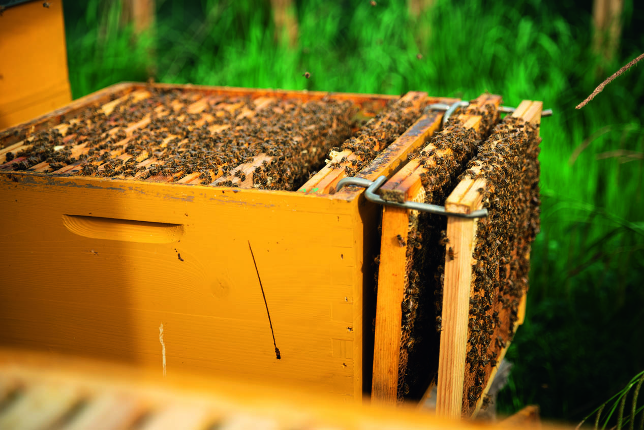 Ein Bild von einer Beute in dem ganz viele Bienen sind