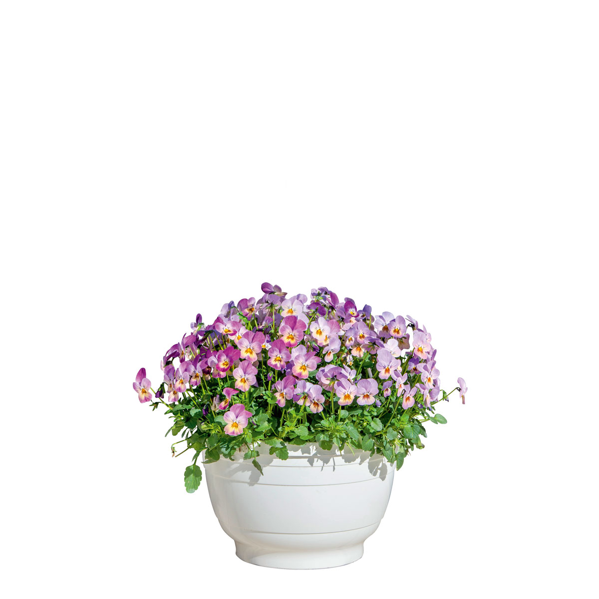 Plantiflor  Hornveilchen Ampel Durchmesser 25 cm Bild 4