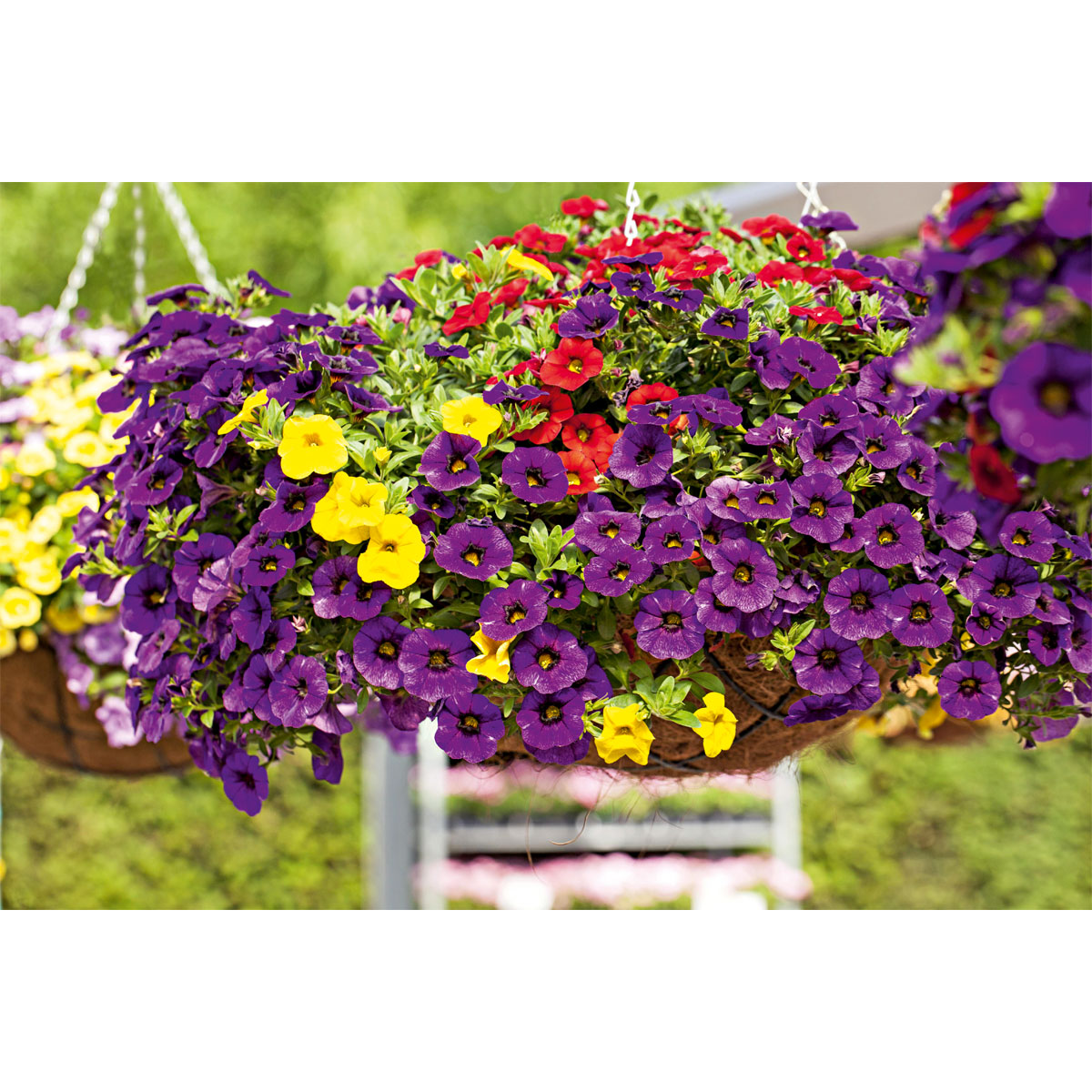 Plantiflor  Zauberglöckchen, Topf Ø 13 cm Bild 6