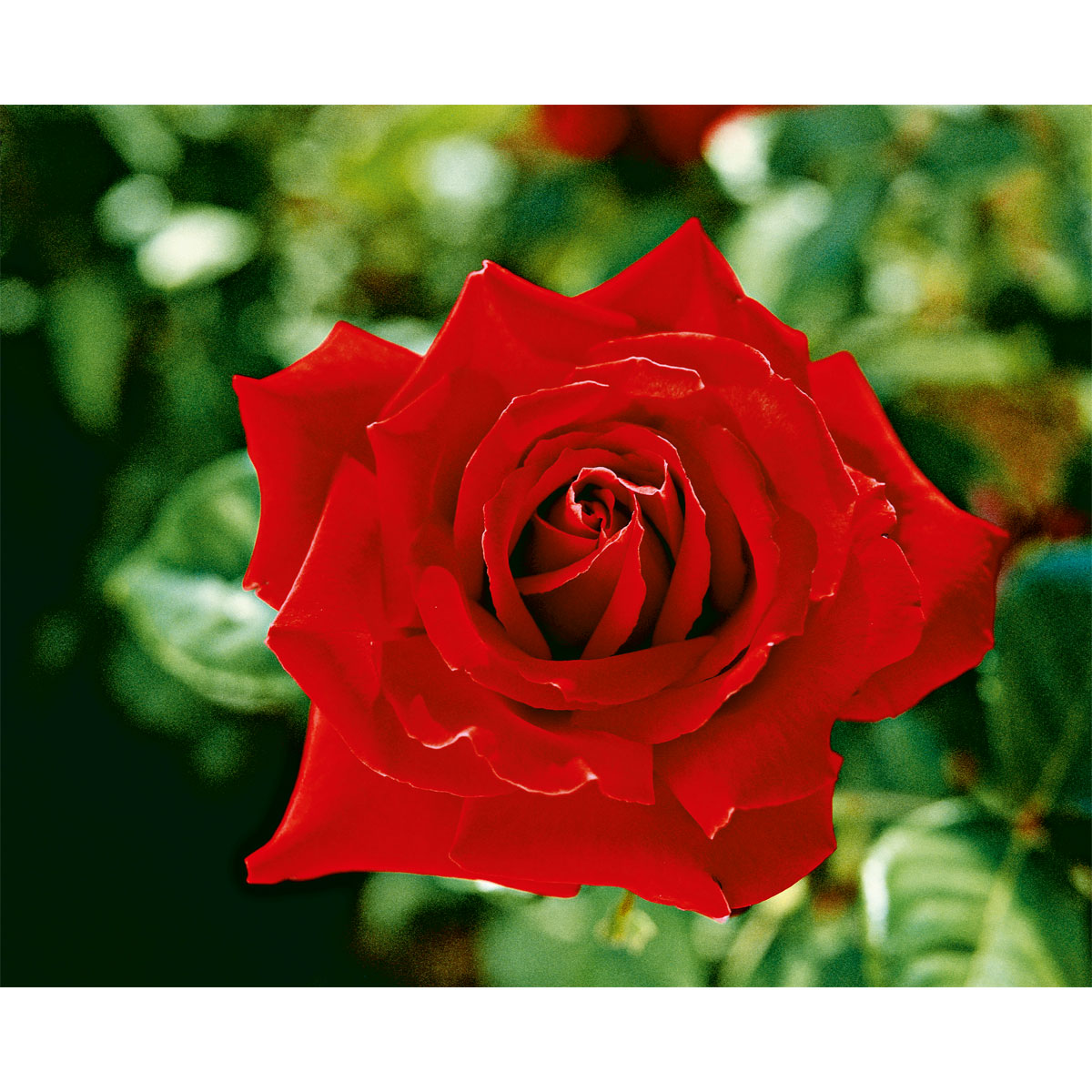 Plantiflor  Edel-Duftrose rot Topf 23 cm Bild 6