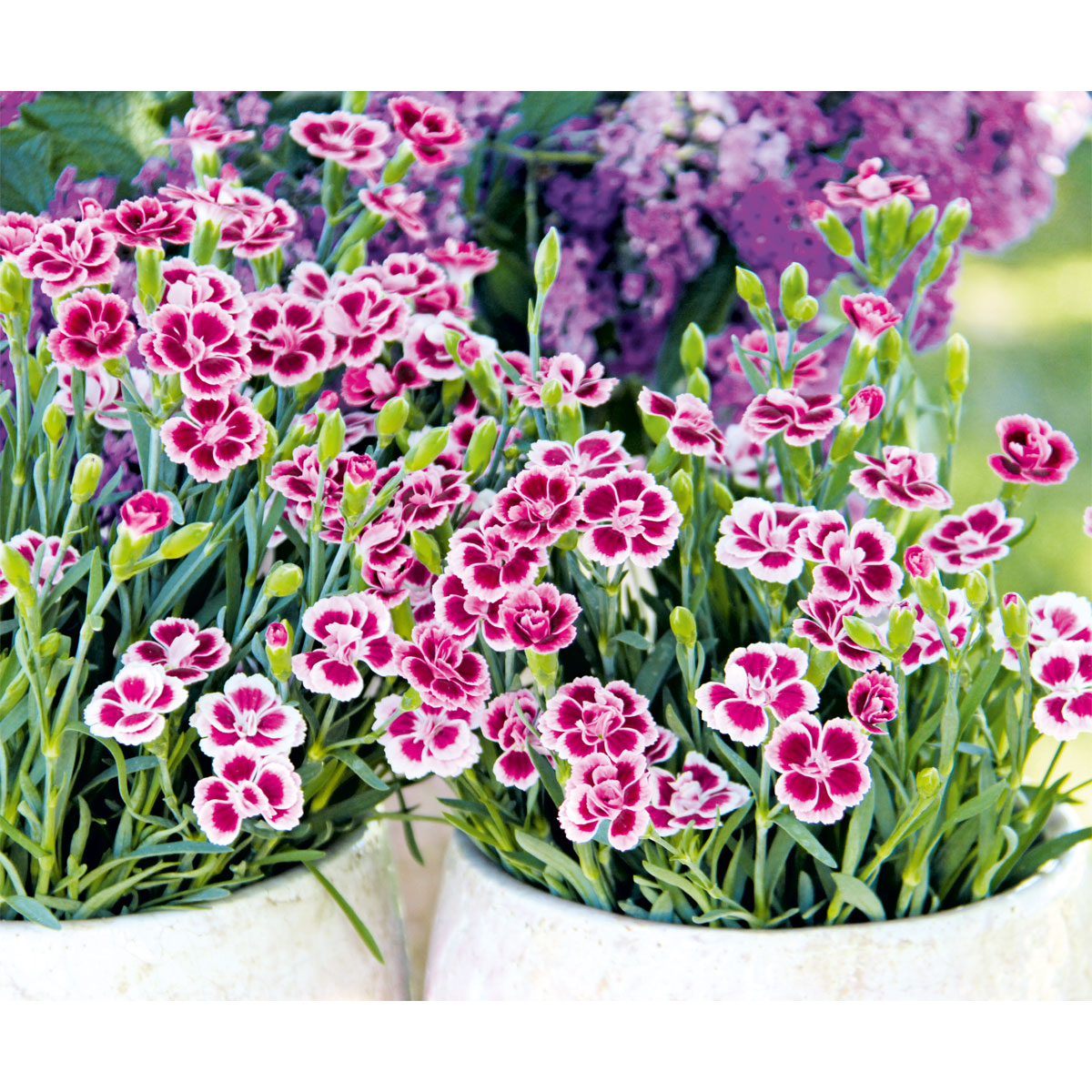 Plantiflor  Prinzess-Nelke Pink Kisses Topf- Durchmesser 12 cm Bild 5