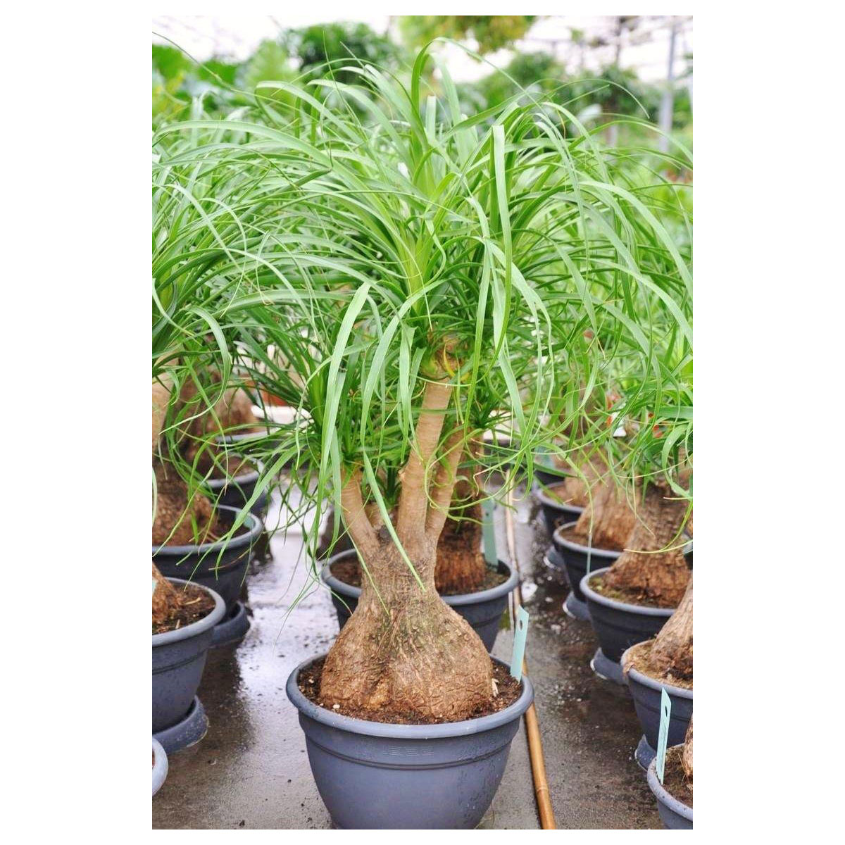 Fresh Plants Nolina Elefantenfuß XXL - 60 Cm Zimmerpflanze Im 23 Cm Topf