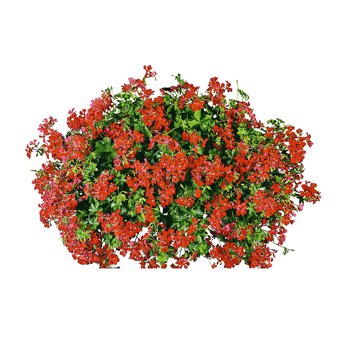 Plantiflor  Geranie hängend im Topf Durchmesser 10,5 cm Bild 1