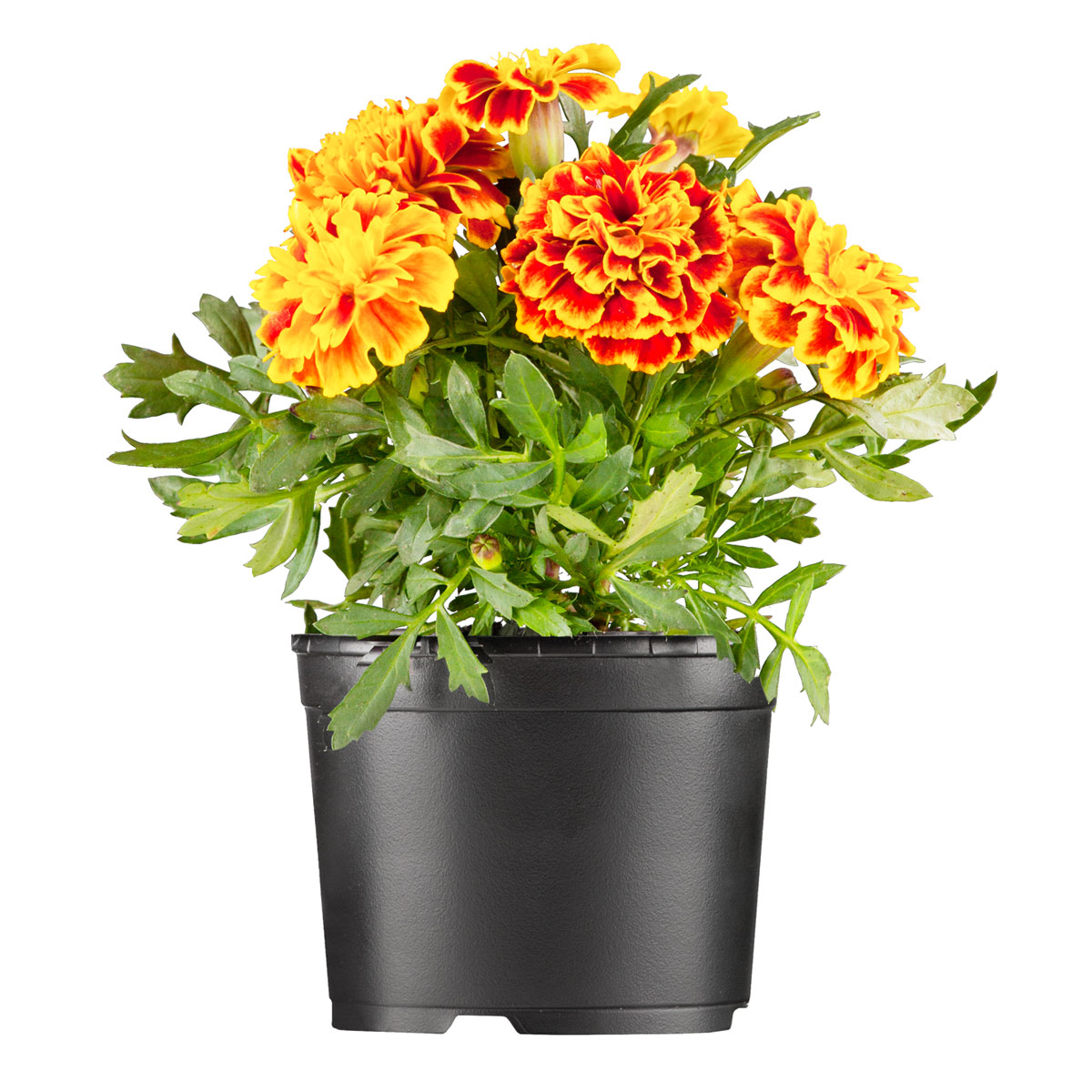 Plantiflor  Tagetes Topf Durchmesser 10,5 cm Bild 1