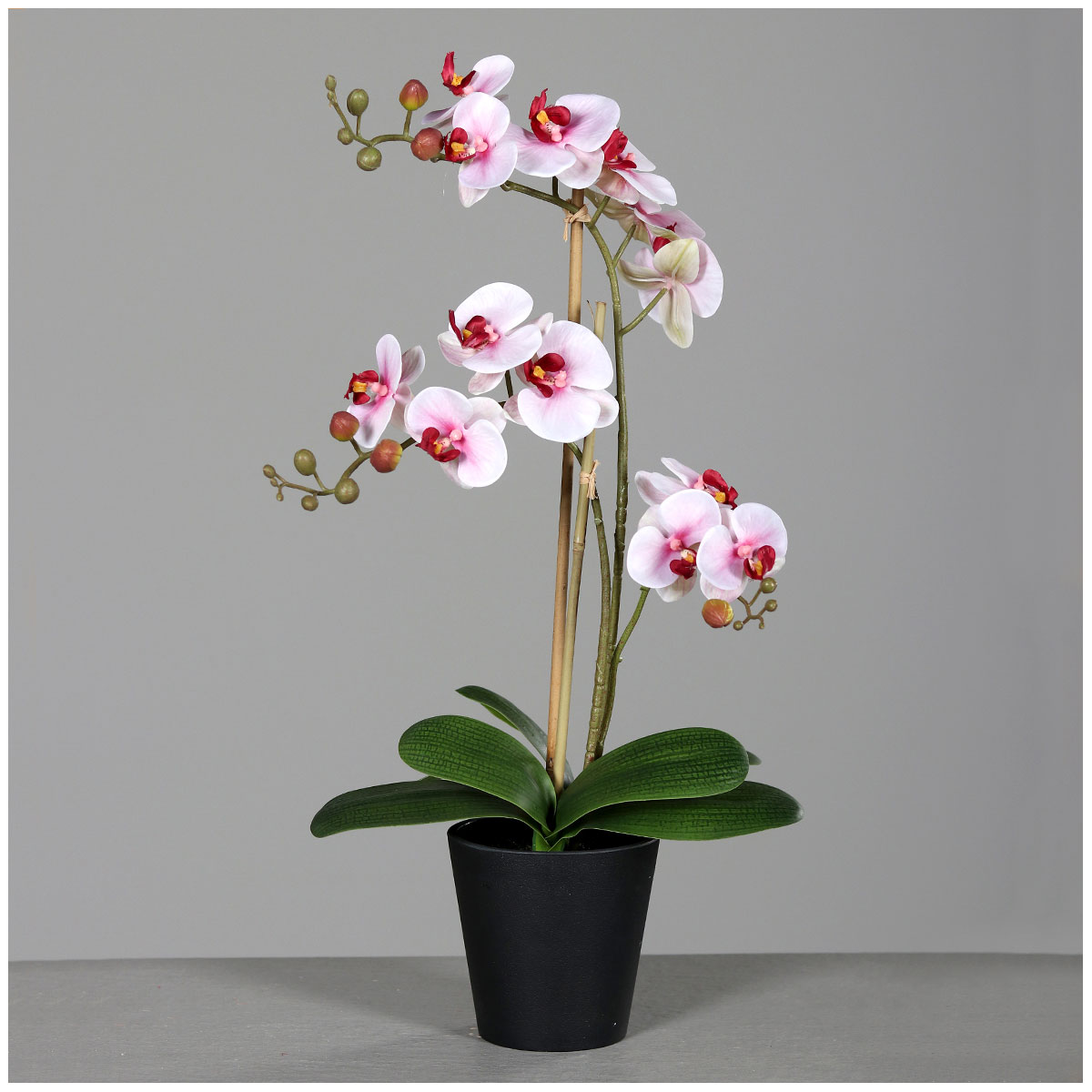 Orchidee mit drei Rispen, im schwarzen Kunstofftopf, 56 cm, white-rosa