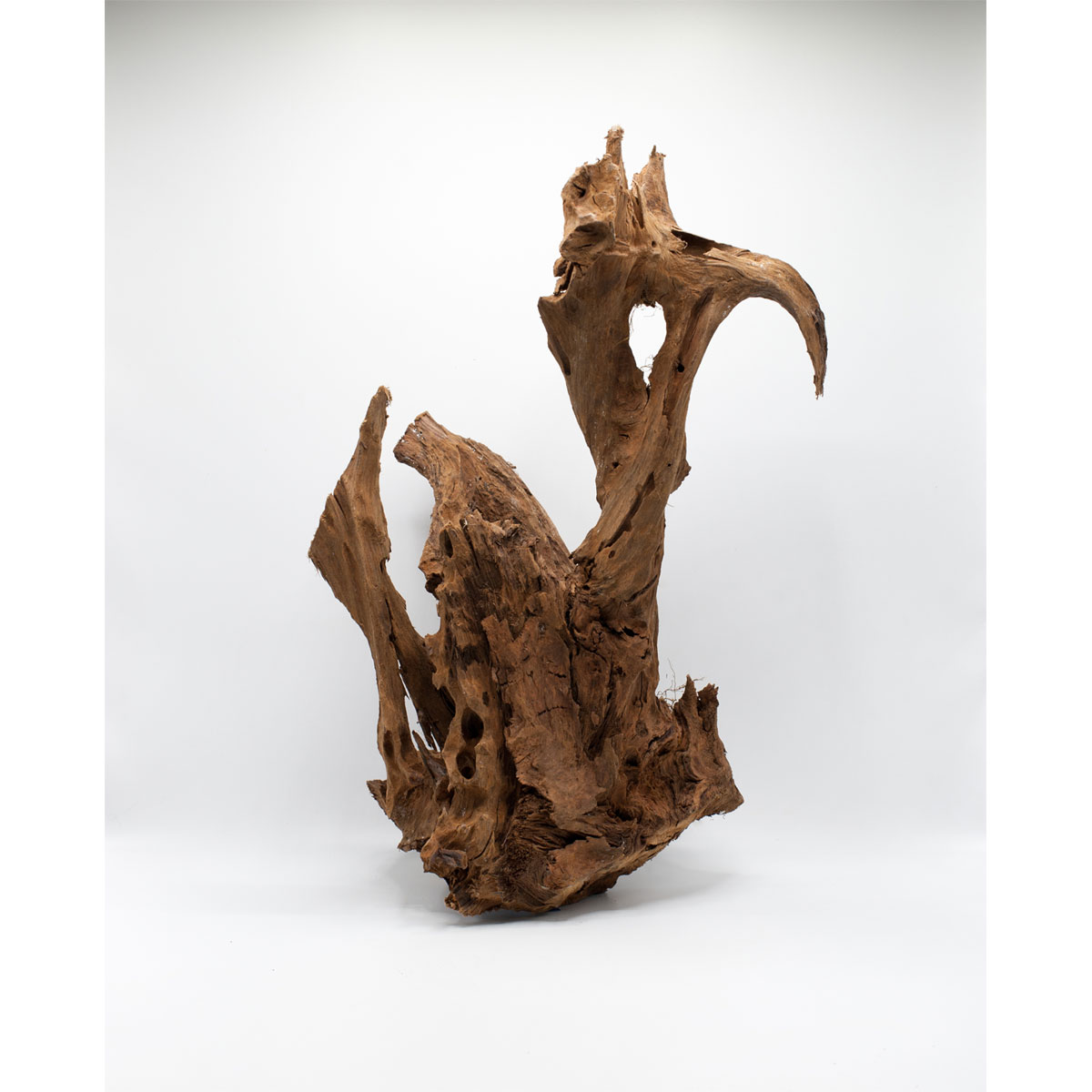 Traumwurzel Super 30-50 cm