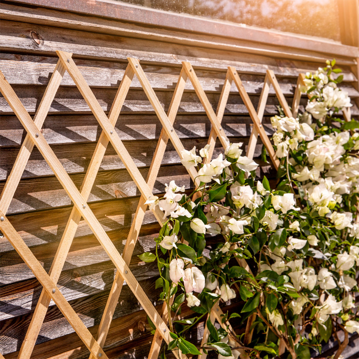 Windhager  Holz-Spalier 90x180 cm Bild 1