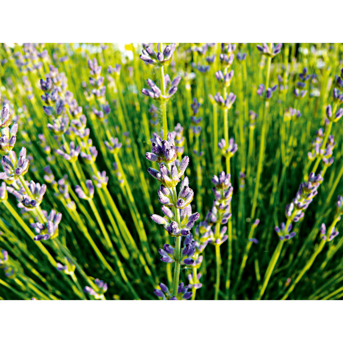 Plantiflor  Echter Lavendel Topf- Durchmesser 11 cm Bild 3