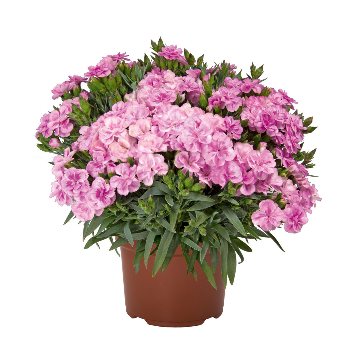 Plantiflor  Teneriffanelke verschiedene Farben Topf Durchmesser 9 cm