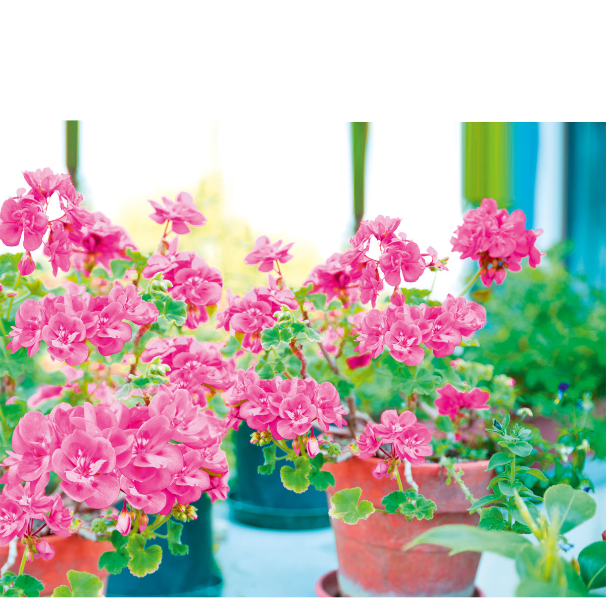 Plantiflor  Geranie hängend im Topf Durchmesser 10,5 cm Bild 5