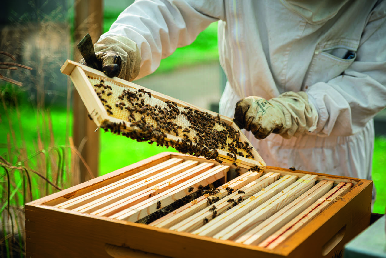 Ein Mann der gerade eine seiner Kämmerchen aus seiner Beute zieht