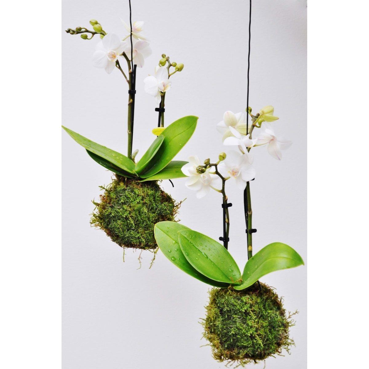 Moosball weiße Orchidee | K000055502