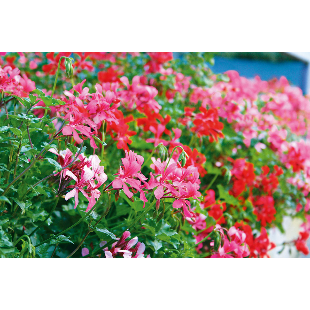 Plantiflor  Geranie hängend im Topf Durchmesser 10,5 cm Bild 4