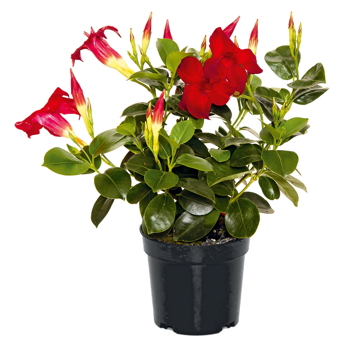 Plantiflor  Dipladenie Busch T10,5 verschiedene Farben Bild 1