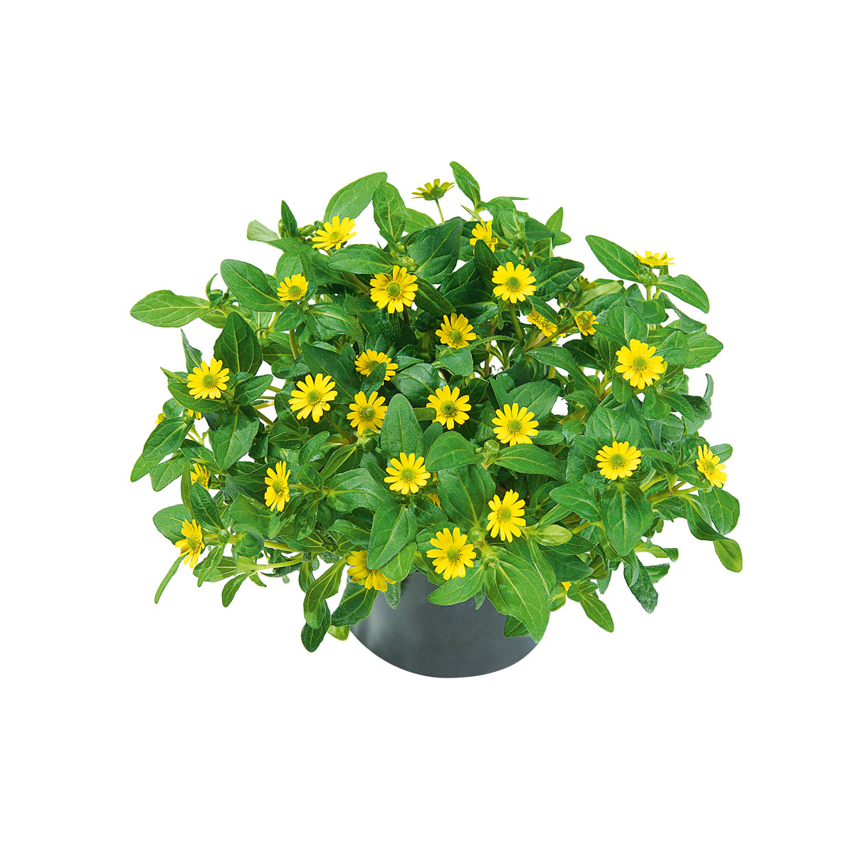 Plantiflor  Husarenknopf im Topf Durchmesser 10,5 cm Bild 1