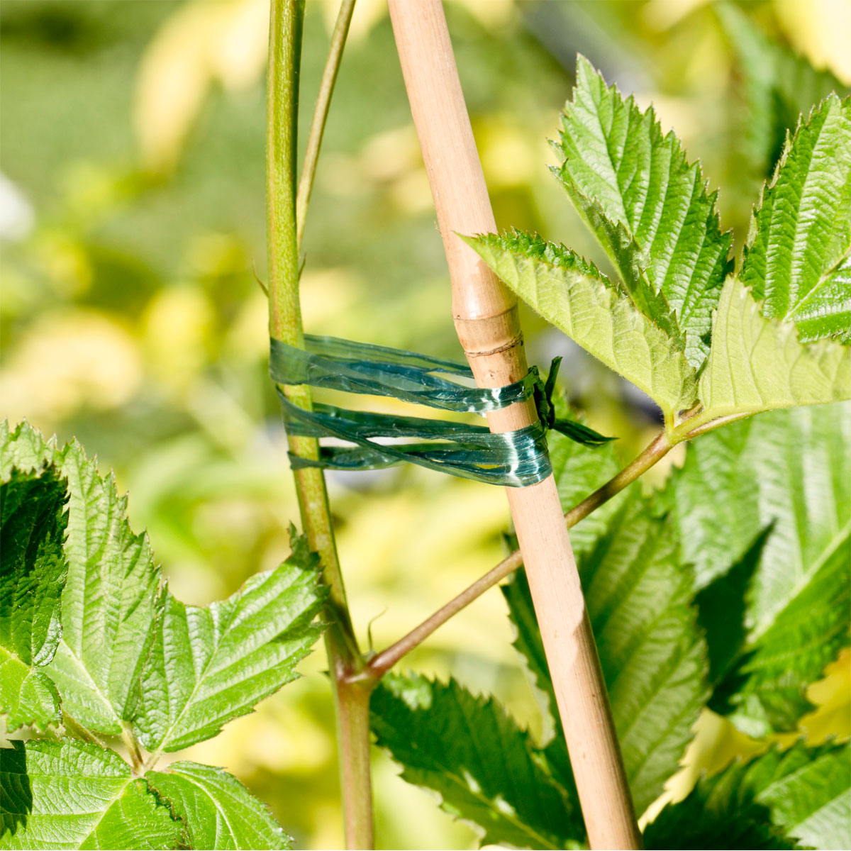 Windhager  Kunstbast SB-Aufhänger 100 m