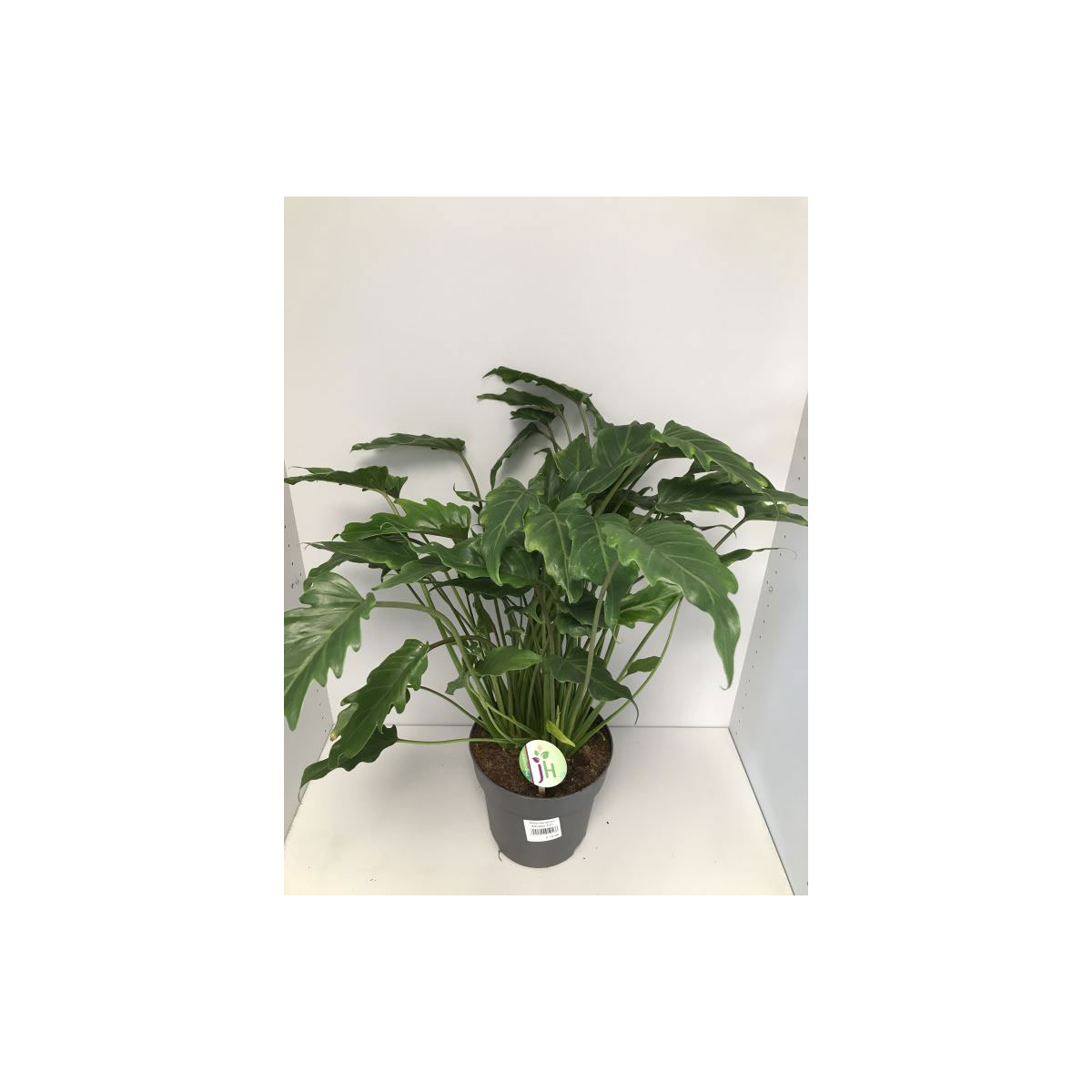 Philodendron „Xanadu“ 65-75 cm, T21