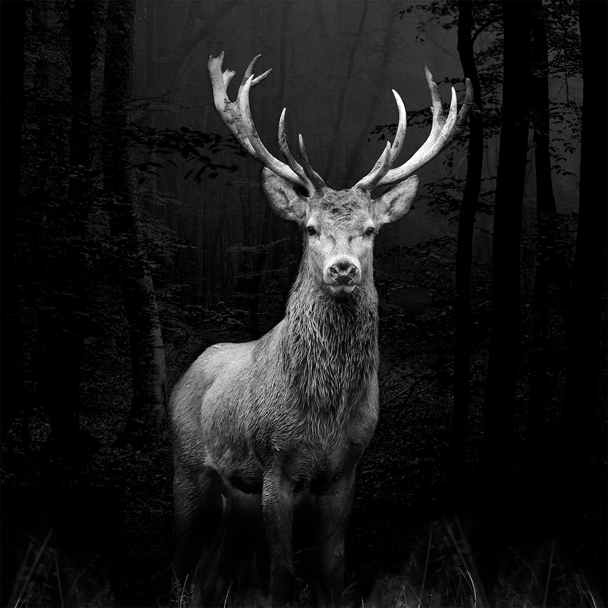 Glas-Art, Grey Deer Head 50x50 Glasbild