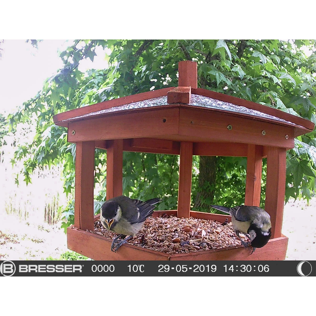 Bresser Vogelkamera Bild 5