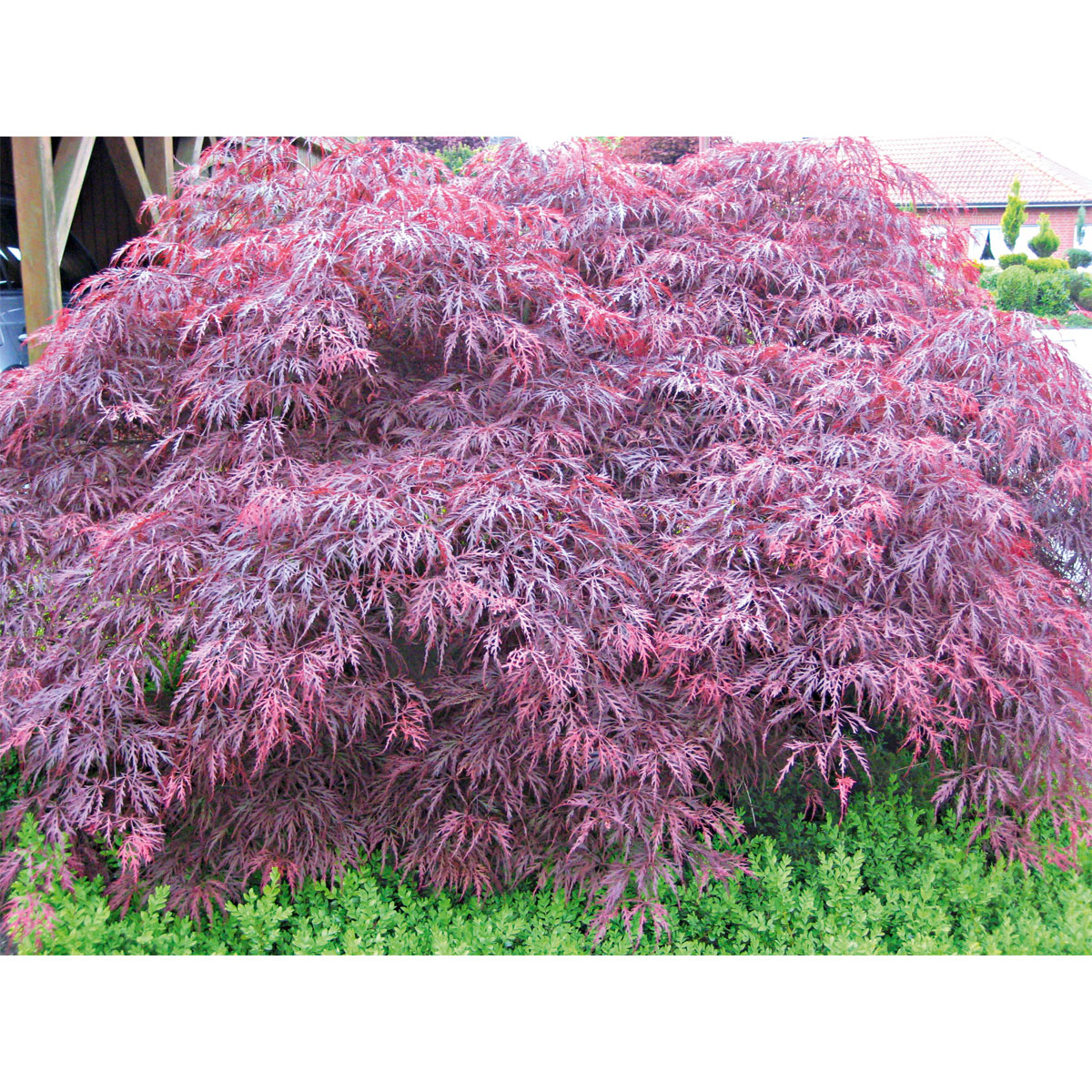 Plantiflor  Fächerahorn im Topf Durchmesser 19 cm Bild 3