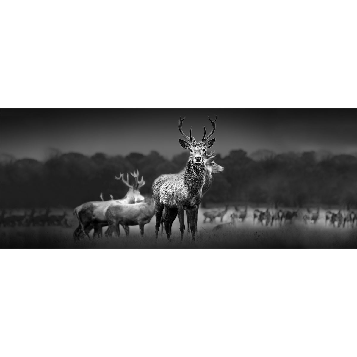 Glas-Art, Herd Of Deer, 50x125 cm Glasbild