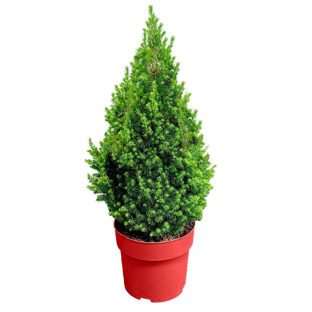 Zuckerhutfichte Topf-Ø 21 cm Höhe 70-80 cm