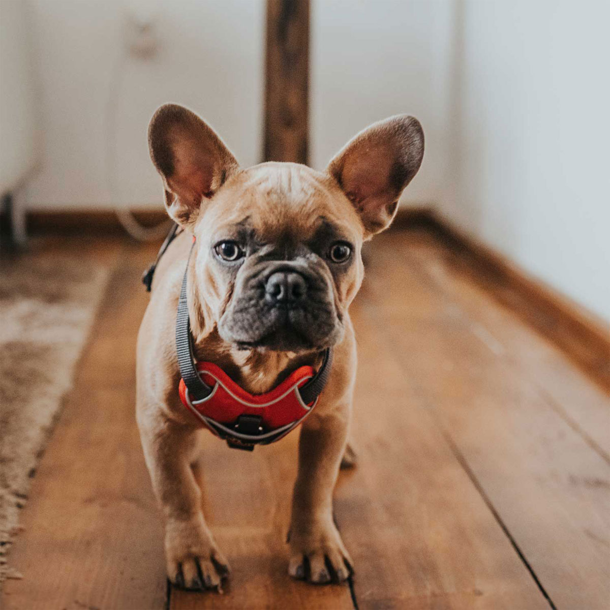 Hunter Hundegeschirr Divo rot-grau Größe L-XL Bild 6