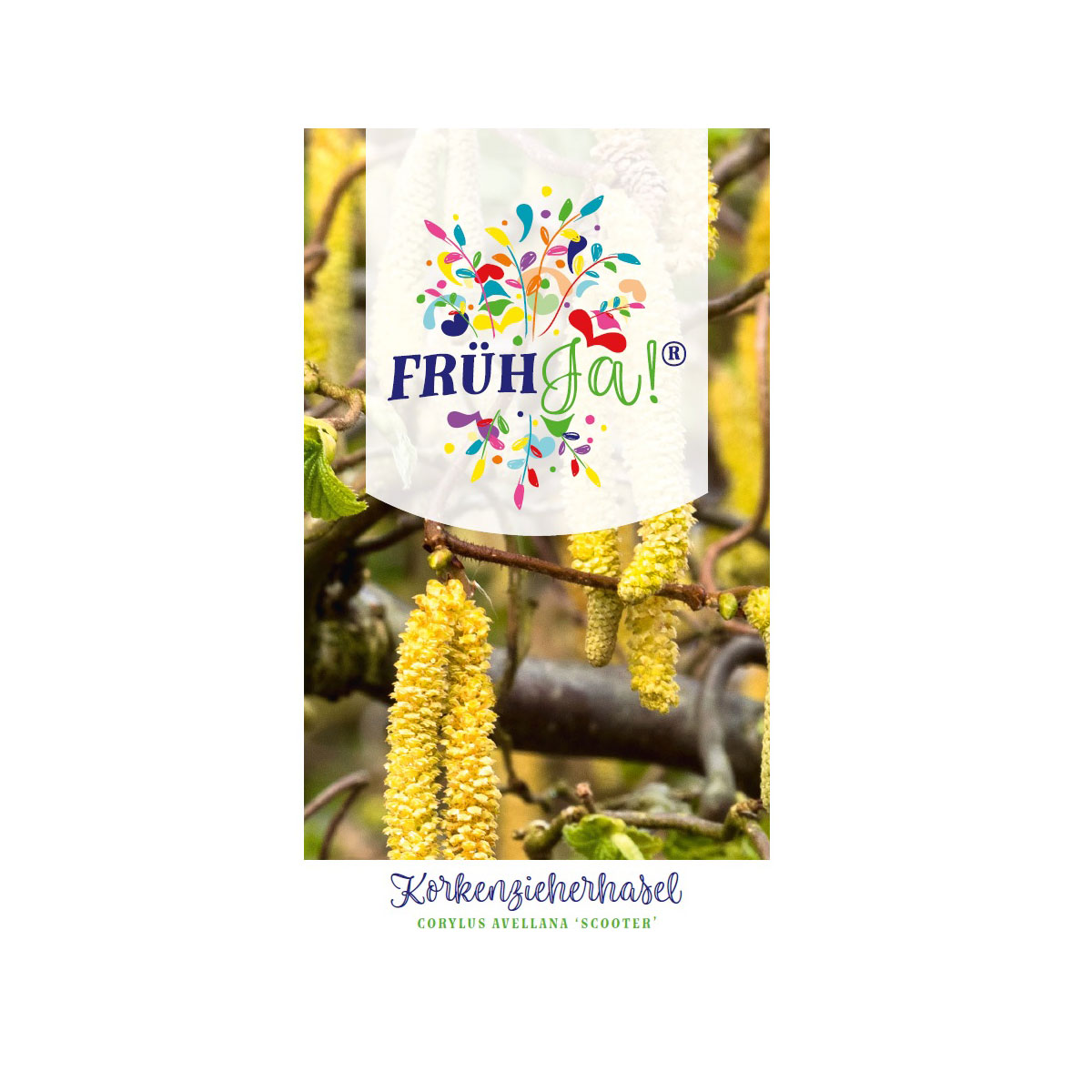 Plantiflor  Zwerg-Korkenzieher-Haselnuss Scooter Topf Durchmesser 23 cm