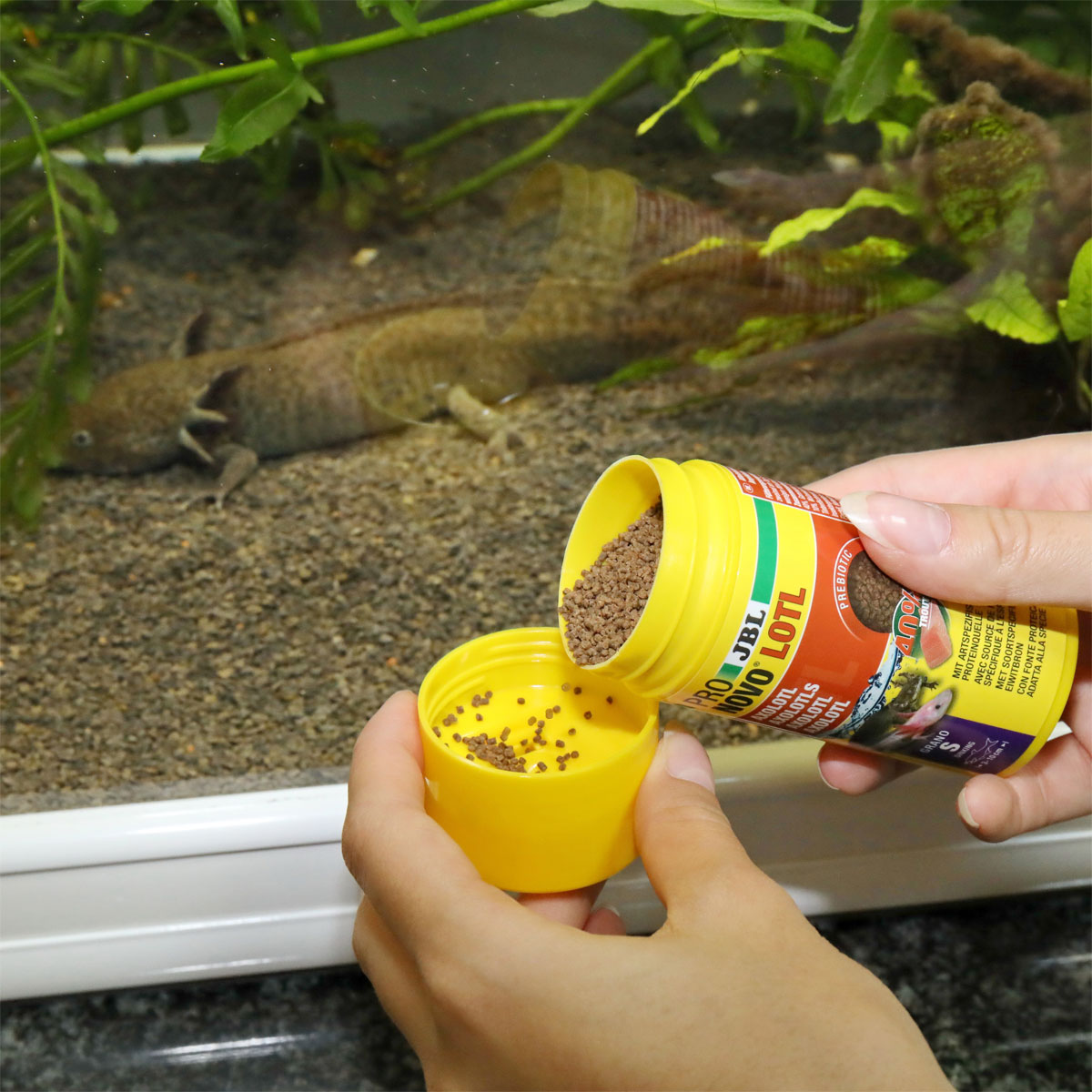 JBL  PRONOVO LOTL GRANO S 100ml CLICK Bild 3