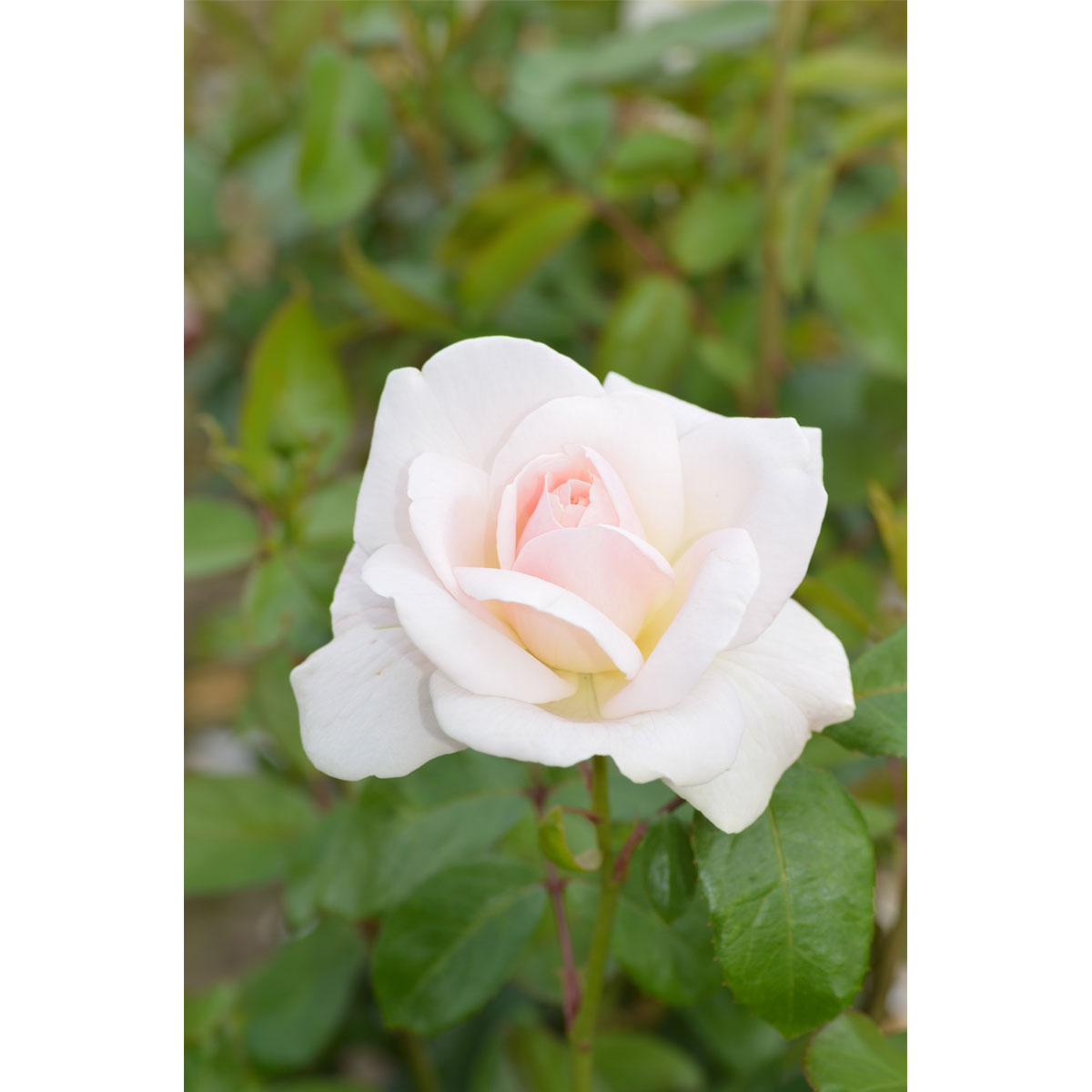 Plantiflor  Edelrose Weiß Topf Durchmesser 19 cm