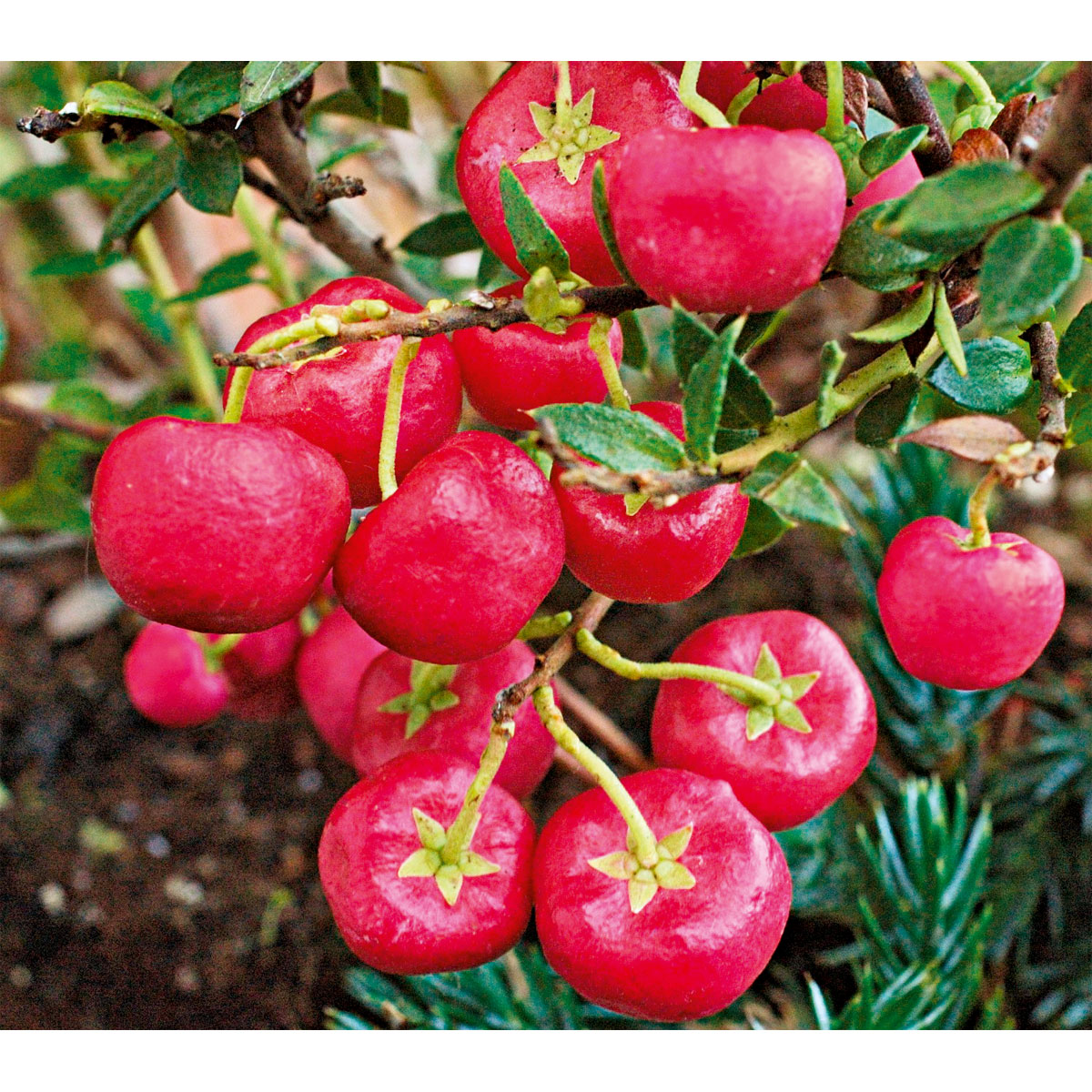 Plantiflor  Rebhuhnbeere Topf Durchmesser 10,5 cm Bild 3