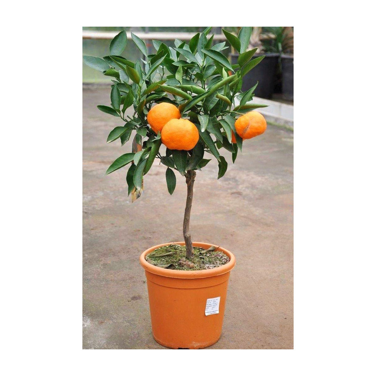 Mandarinenbaum Satsuma Myagawa K000055198