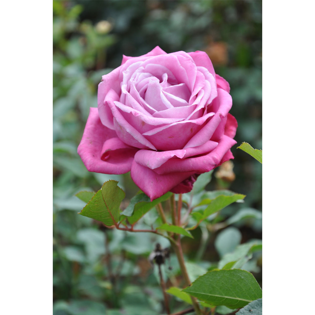 Plantiflor  Edelrose Lila Topf Durchmesser 19 cm