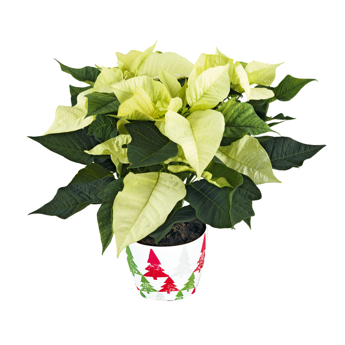 Plantiflor  Weihnachtsstern Euphorbia pulcherrima ca 35 cm Bild 2