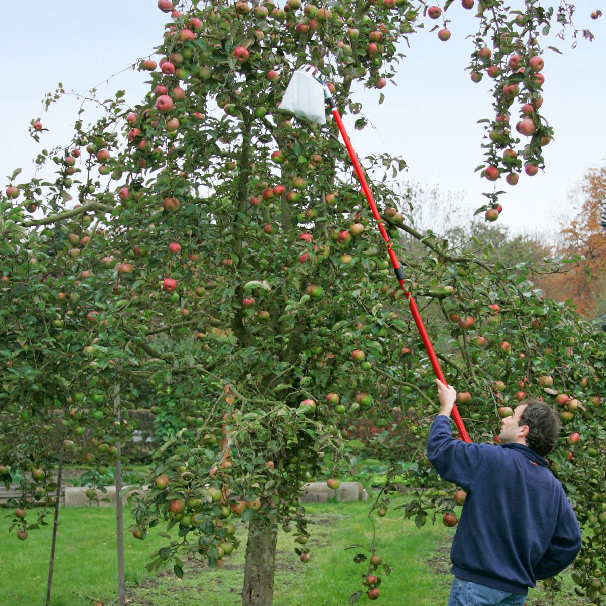 Meister Obstpflücker mit Teleskopstiel Bild 2