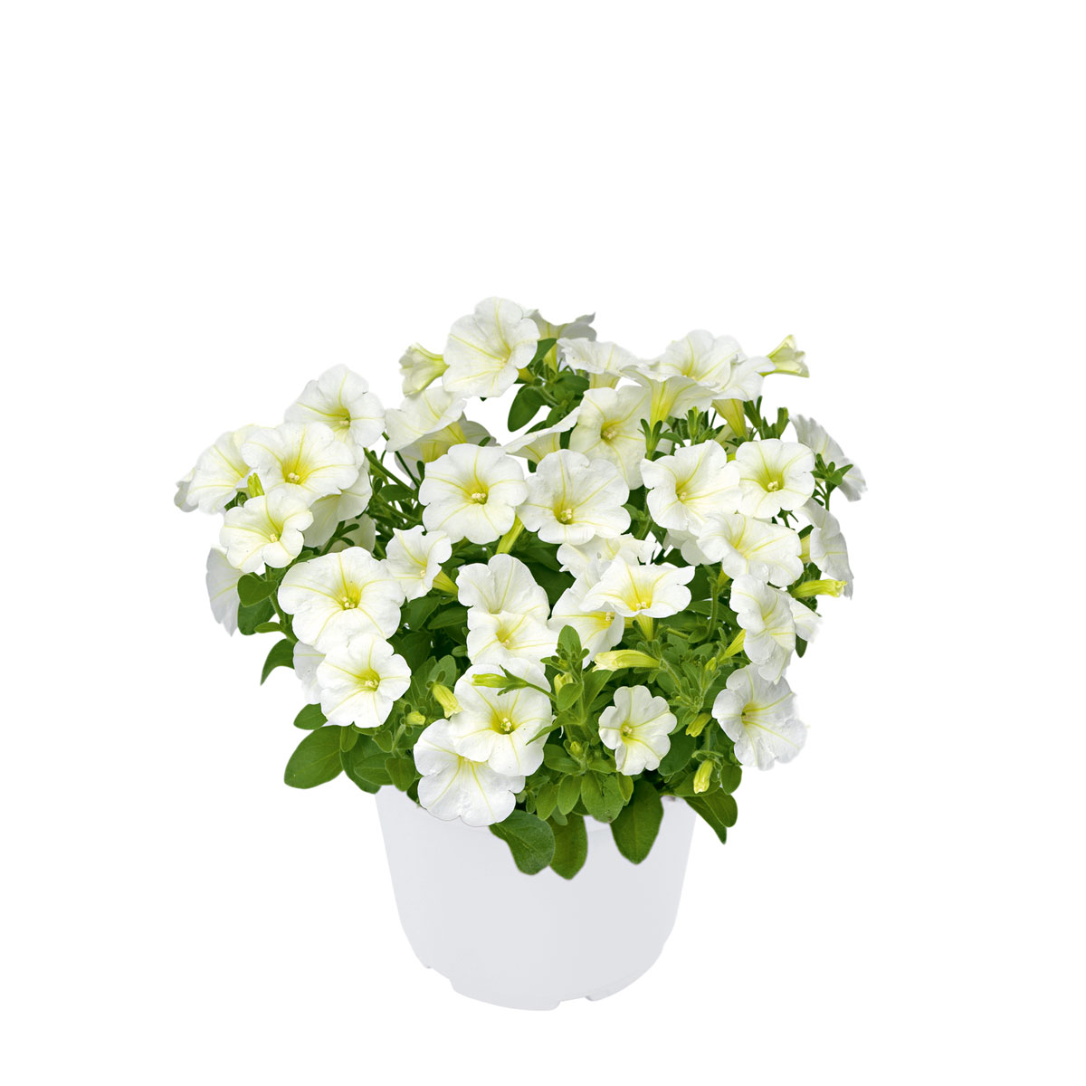 Plantiflor  Zauberglöckchen, Topf Ø 13 cm Bild 1