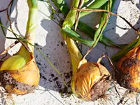 Drei frisch geerntete Zwiebeln liegen mit Wurzeln und Stängeln auf hellem Boden.