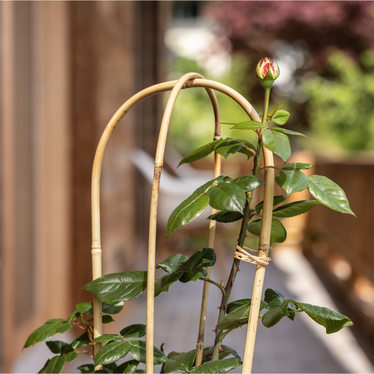 Windhager  Bambus-Rankbogen 90 cm Bild 3