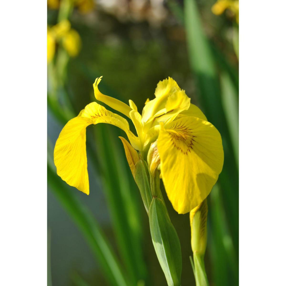 Sumpf-Schwertlilie Gelb, 9 cm Topf