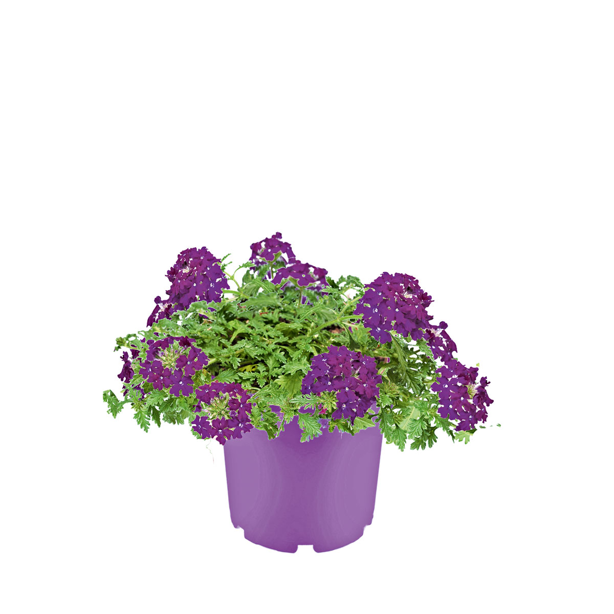Plantiflor  Verbene verschiedene Farben T13 Bild 2