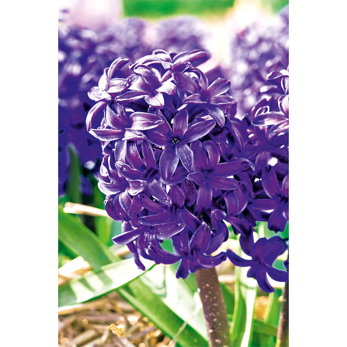 Plantiflor  Hyanzinthe im Farbmix Bild 4