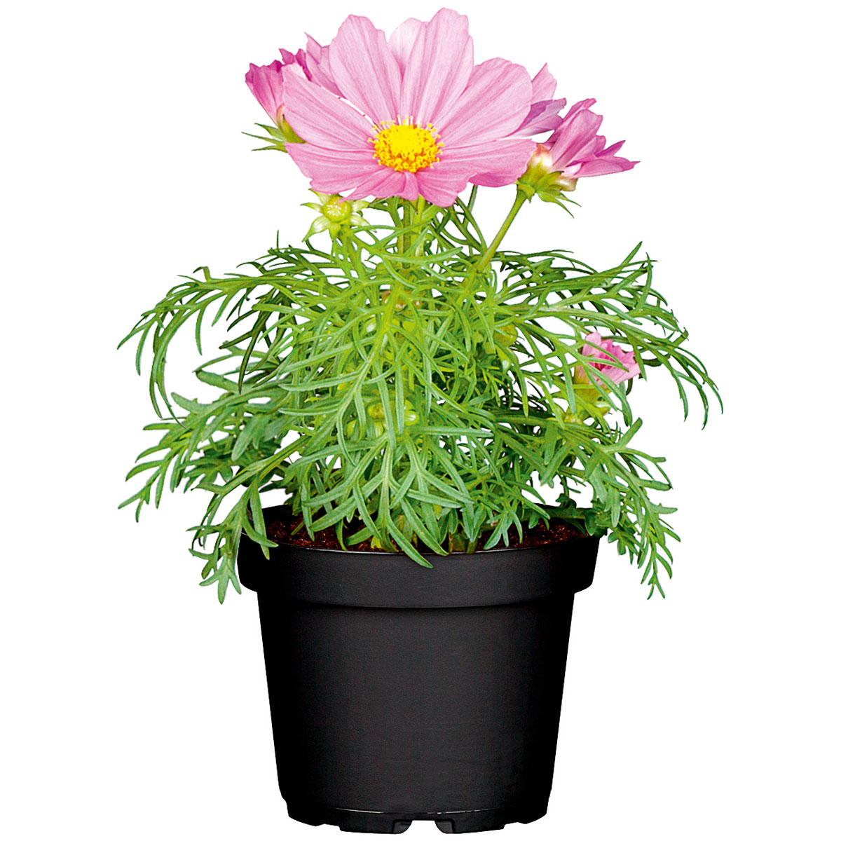 Plantiflor  Schmuckkörbchen Topf Durchmesser 13 cm Bild 1