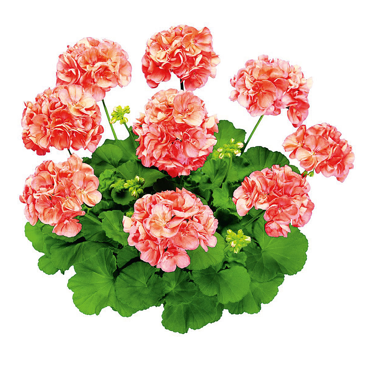 Plantiflor  Geranie stehend im Topf Durchmesser 10,5 cm Bild 2