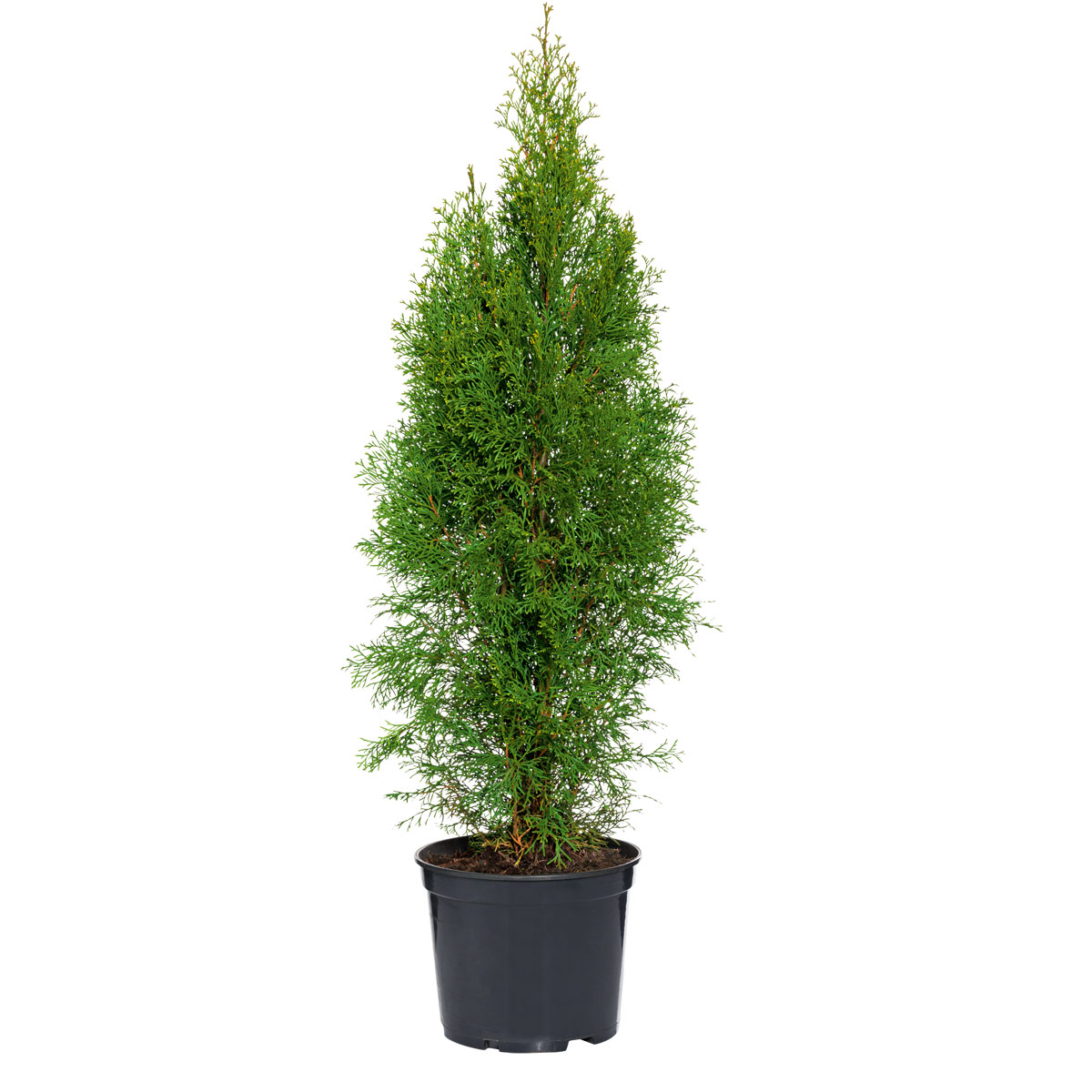 Plantiflor  Lebensbaum Smaragd Topf- Durchmesser ca 23 cm