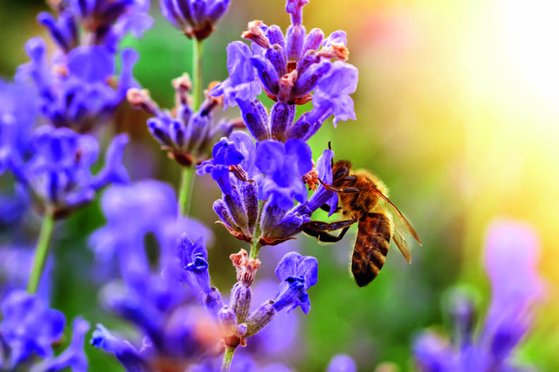 Eine Biene die eine Violette Blume bestäubt
