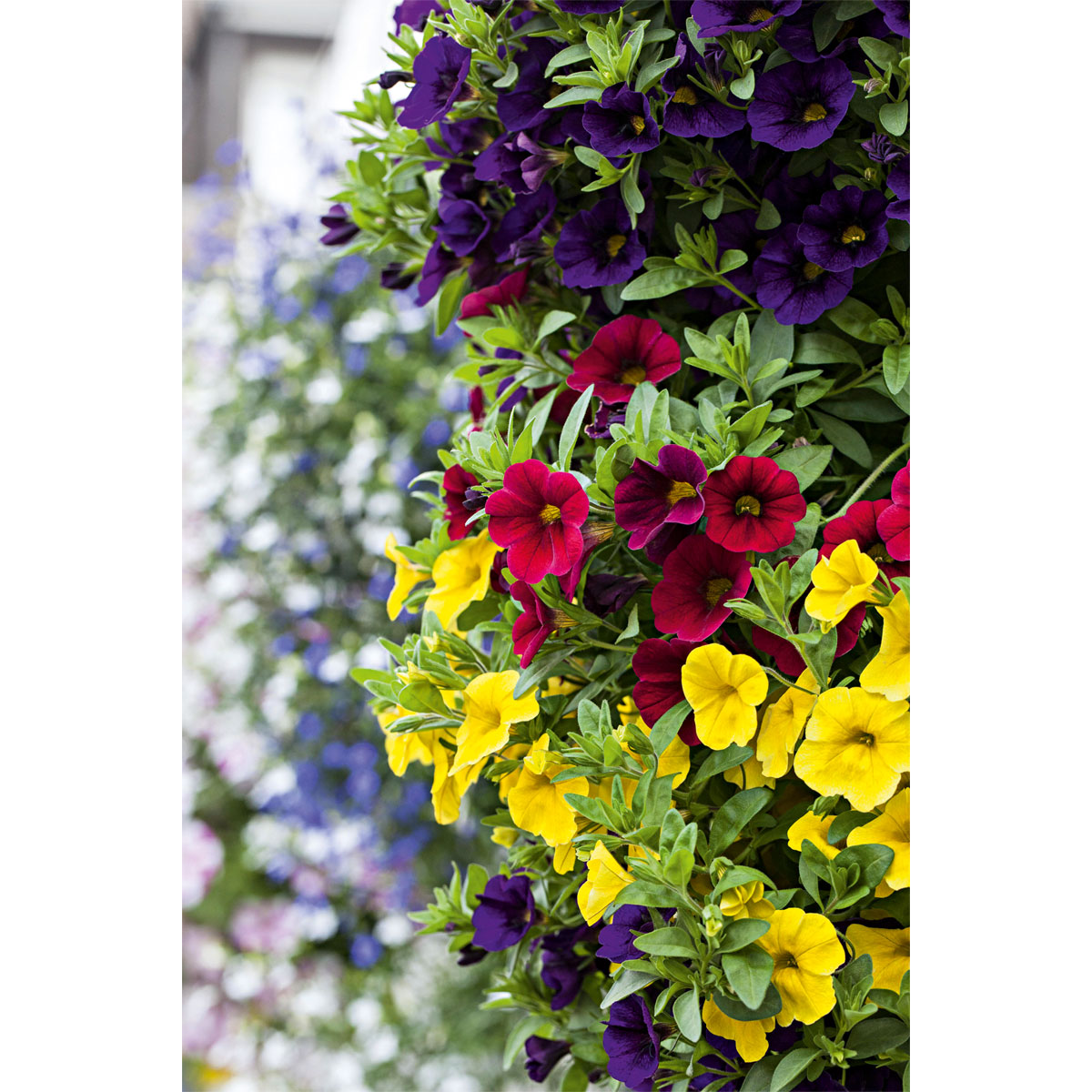 Plantiflor  Zauberglöckchen, Topf Ø 13 cm Bild 8