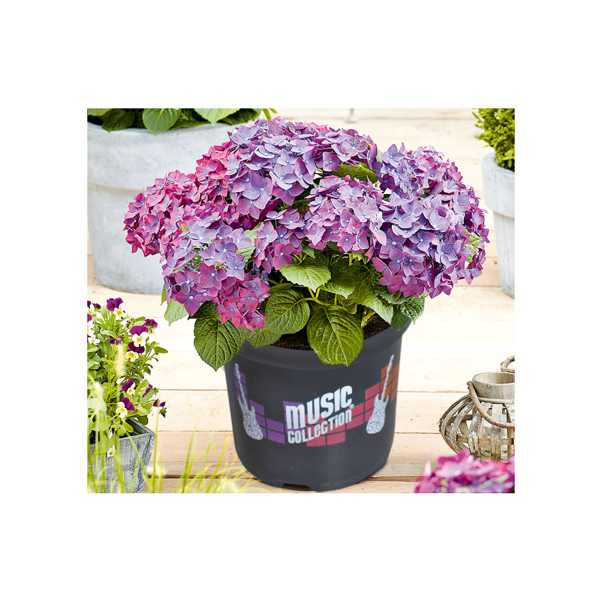 Plantiflor  Hortensie Music Collection Topf Durchmesser 23 cm