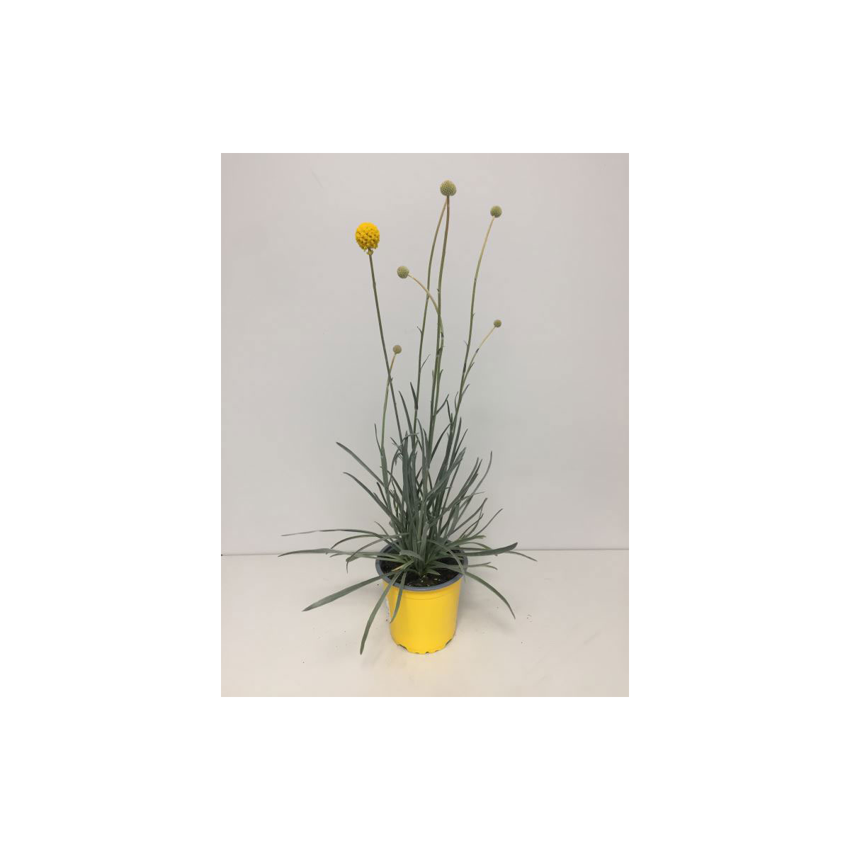 Plantiflor  Ziergras Golf Beauty T13