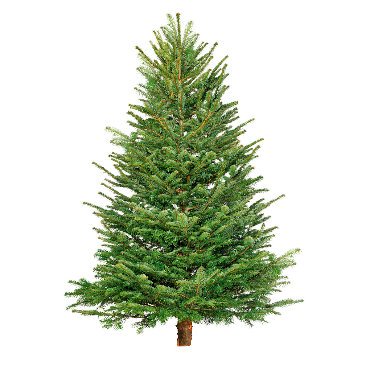 Plantiflor BIO Nordmanntanne 200-250 cm